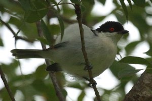 Black-backed puffback display, SA