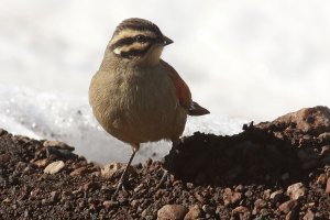 Cape bunting, Lesotho