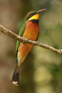 Cinnamon-breasted bee-eater, Uganda