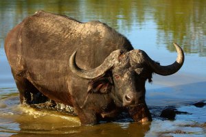 1-buffalo
