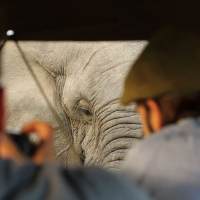 Being-followed-by-an-elephant,-2012