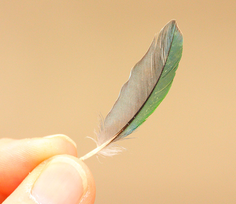 afga-feather