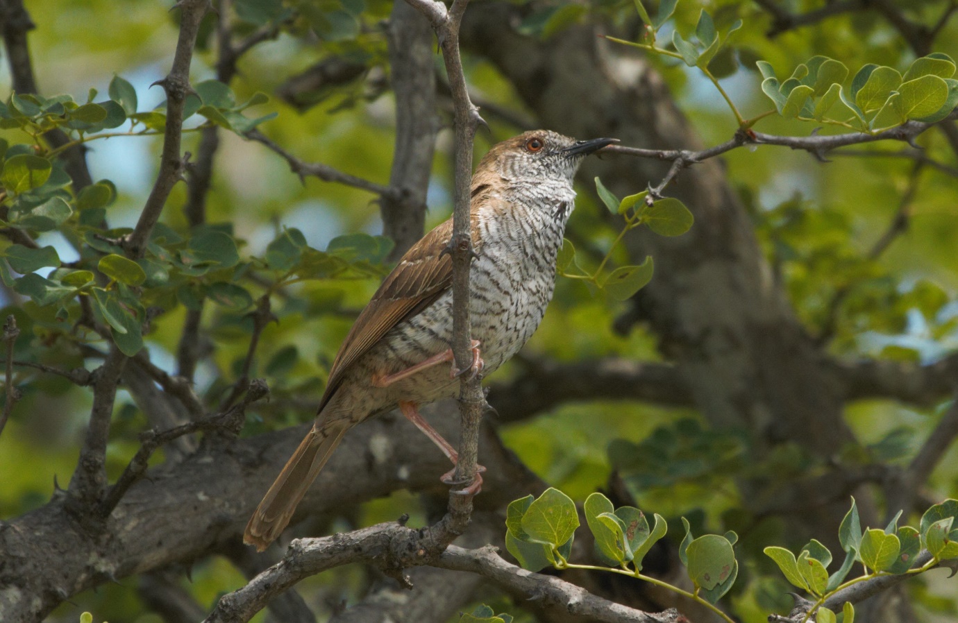 Bushveld birds Winter Session_html_m30d1e414