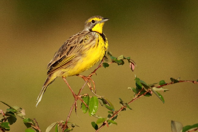 Bushveld birds Winter Session_html_m3568c7ce