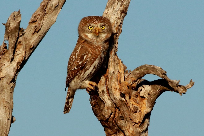 Bushveld birds Winter Session_html_m5cd2e5a7