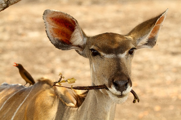 Nature Enthusiast Program_html_m3d31e22f