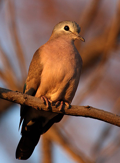 bushveld