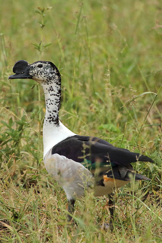 African comb-duck, Zambia