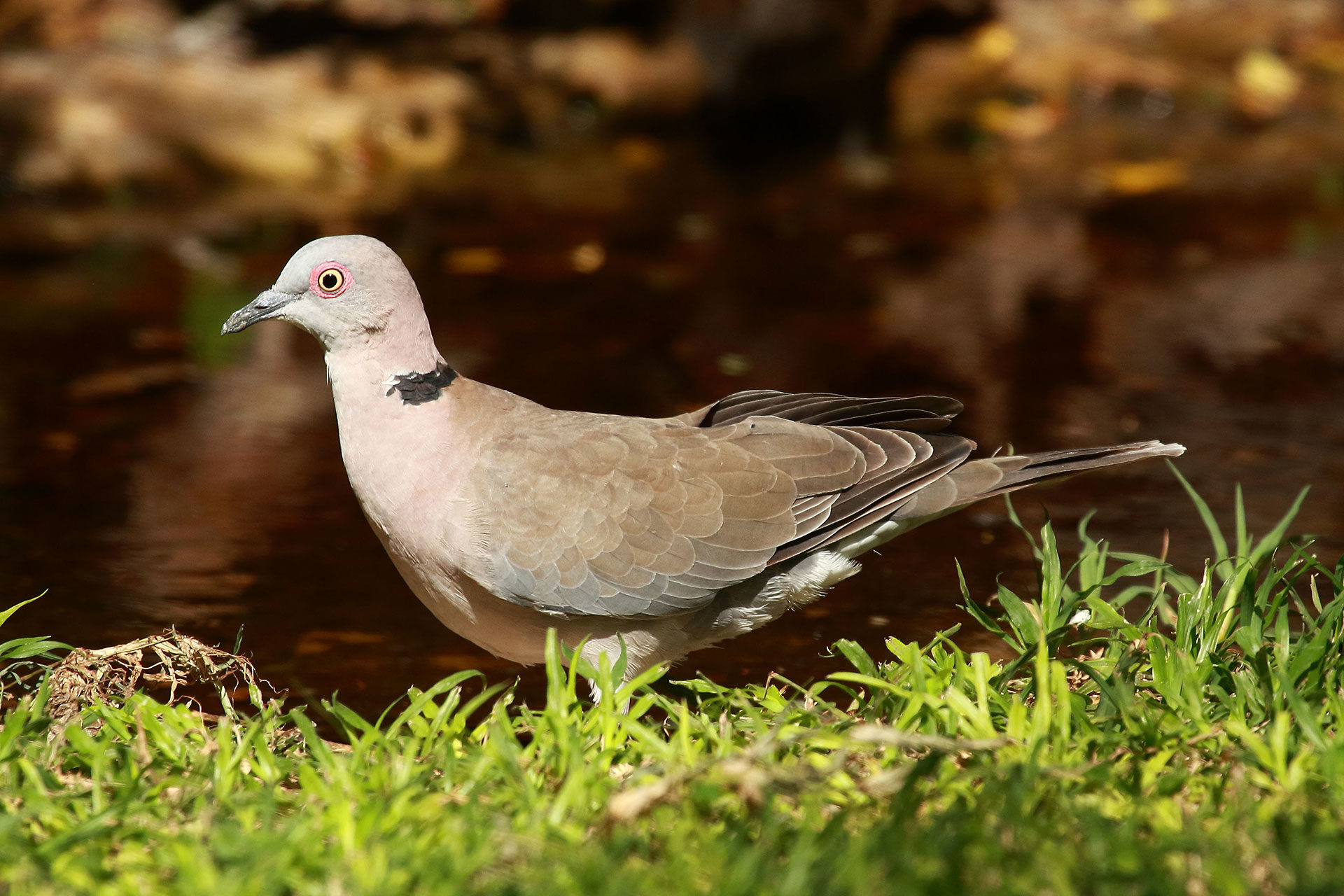 African mourning dove, Botswana