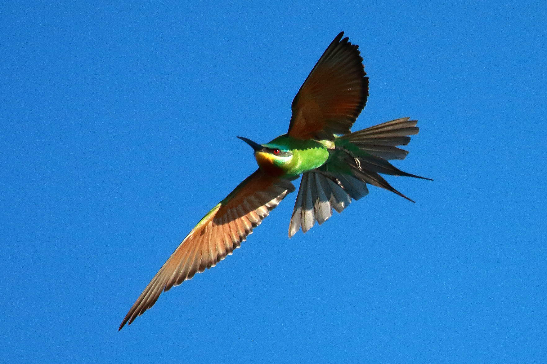 Blue-cheeked bee-eater, Botswana