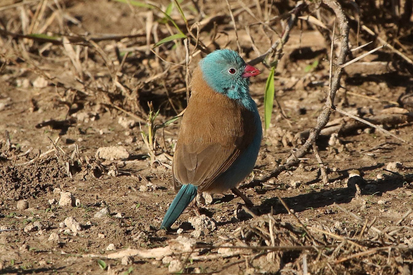 Blue-headed cordon bleu, Tanzania