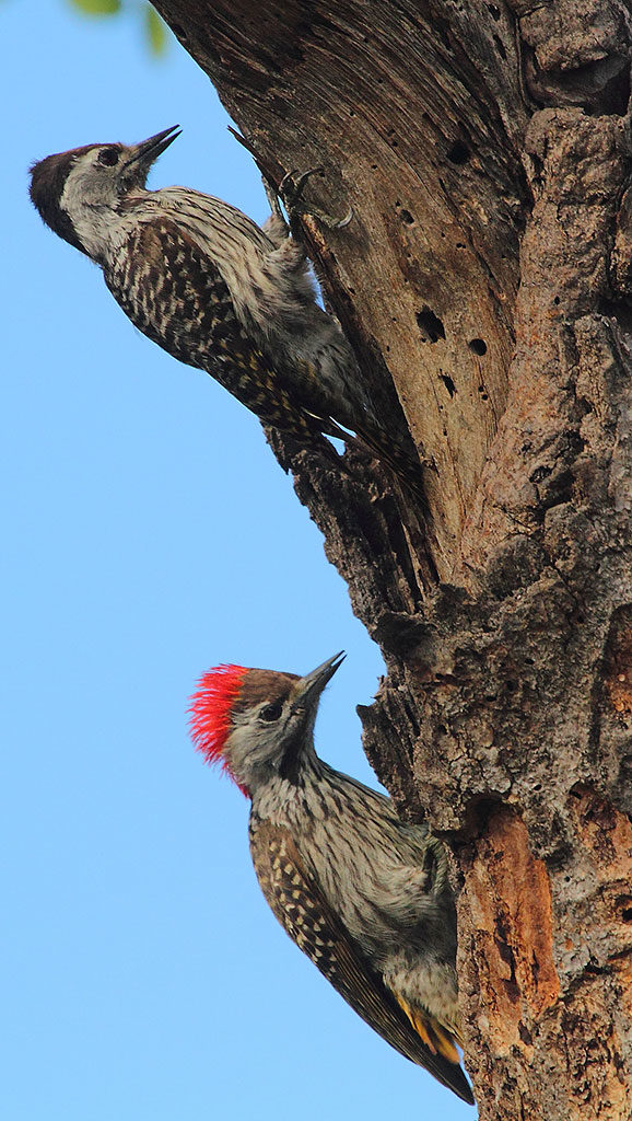Cardinal woodpeckers, SA