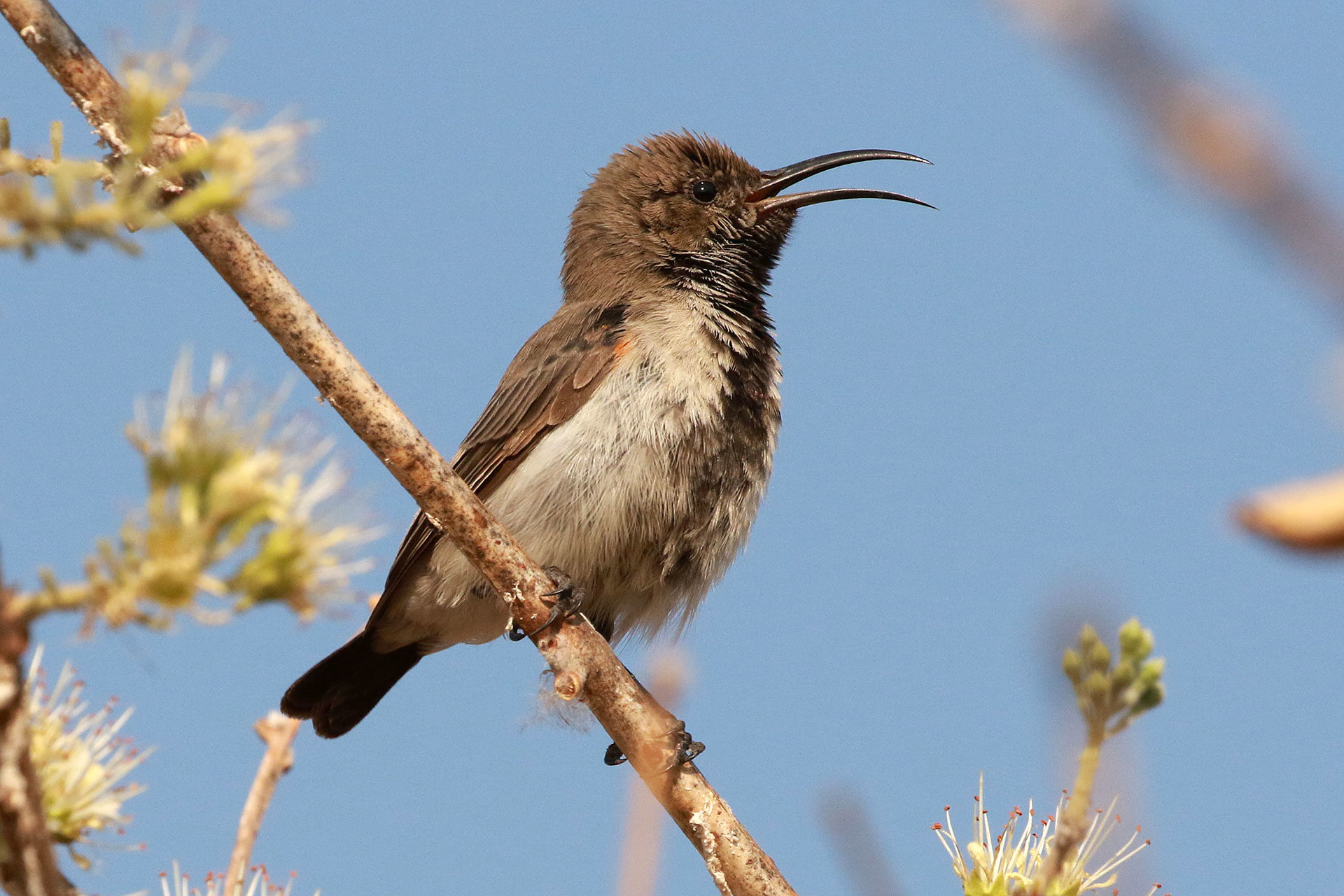 Dusky sunbird, Namibia, juv