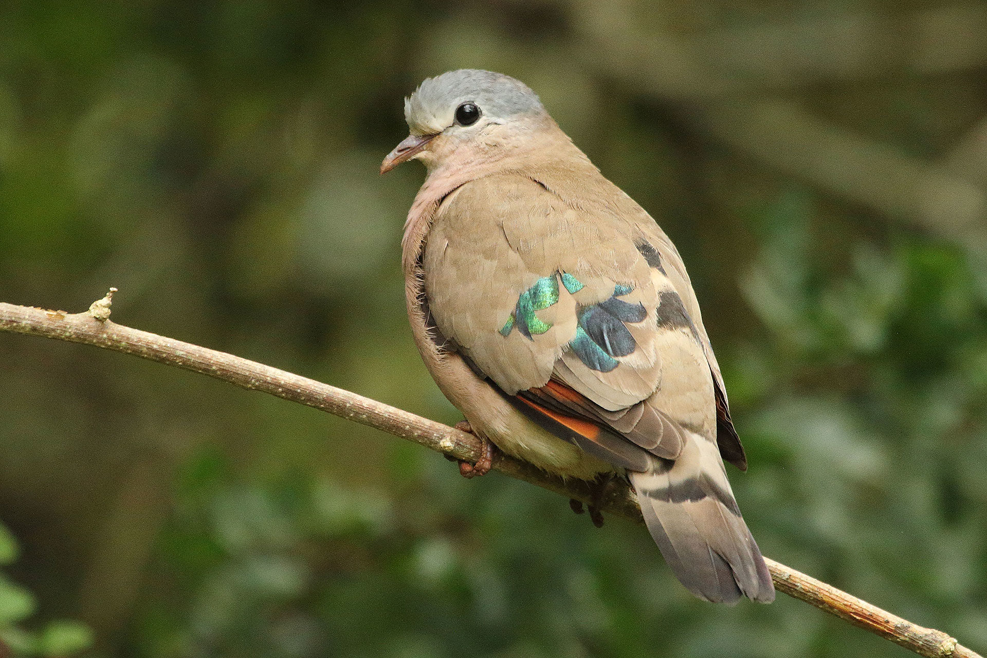 Emerald-spotted wood-dove, Rwanda