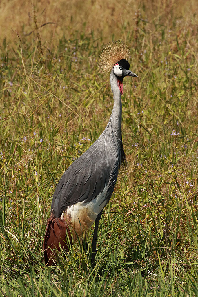 Grey-crowned crane, Zambia