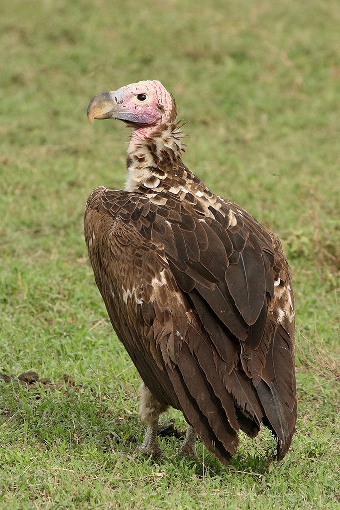 Lappet-faced vulture, Tanzania
