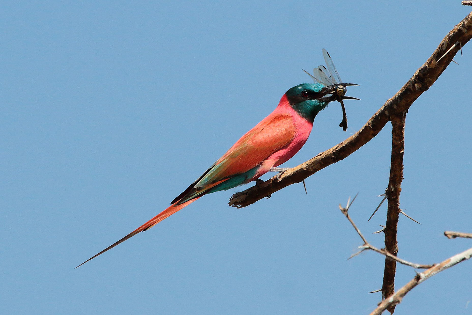 Northern carmine bee-eater, Ethiopia