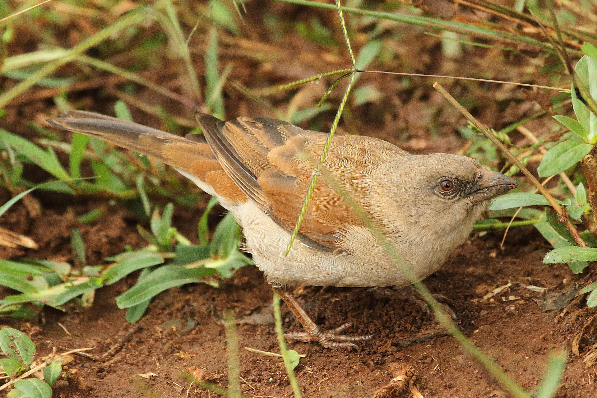 Northern grey-headed sparrow, Rwanda