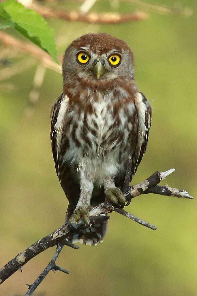 Pearl-spotted owlet, Botswana