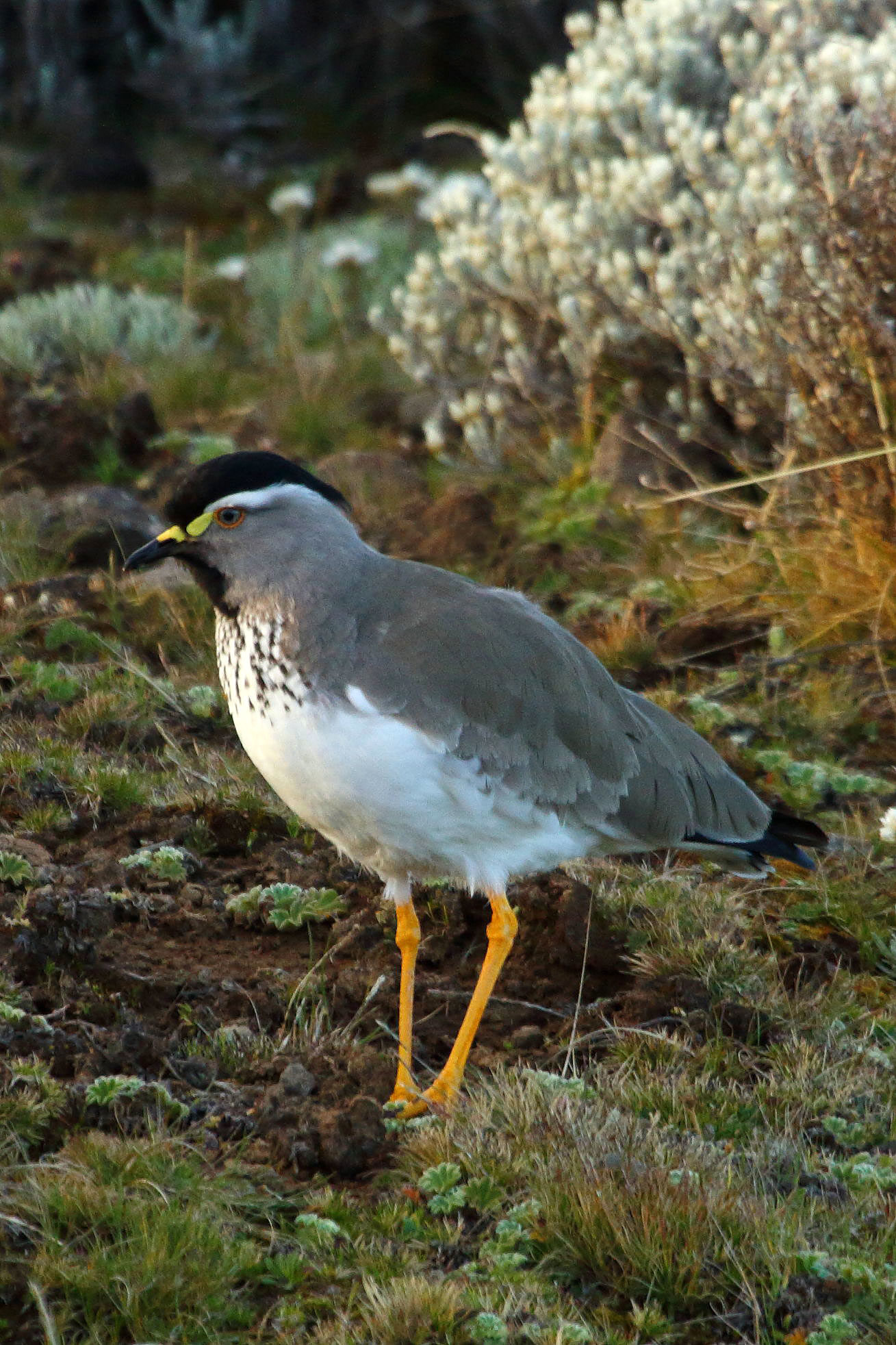 Spot-breasted lapwing, Ethiopia
