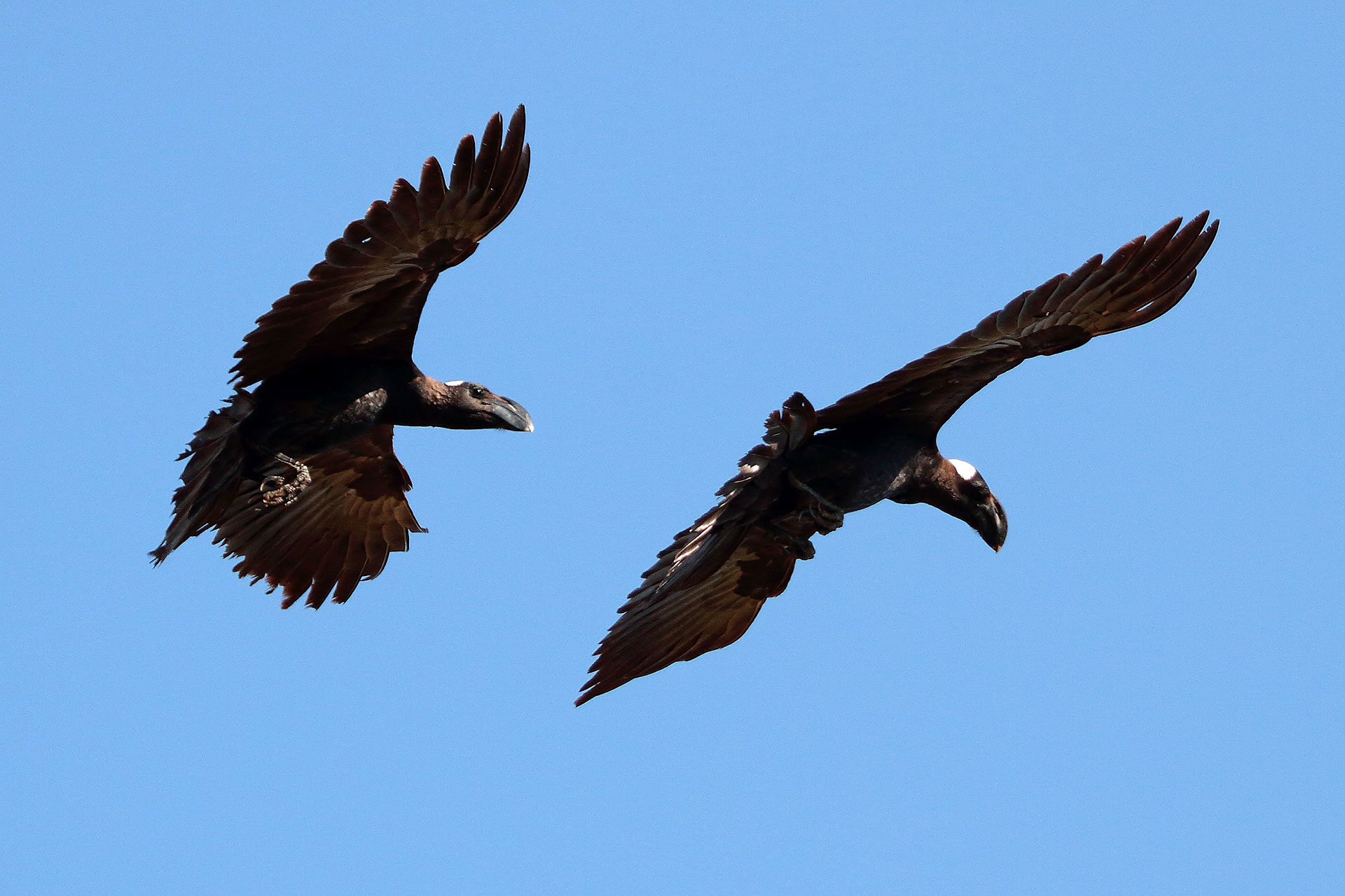 Thick-billed ravens, Ethiopia