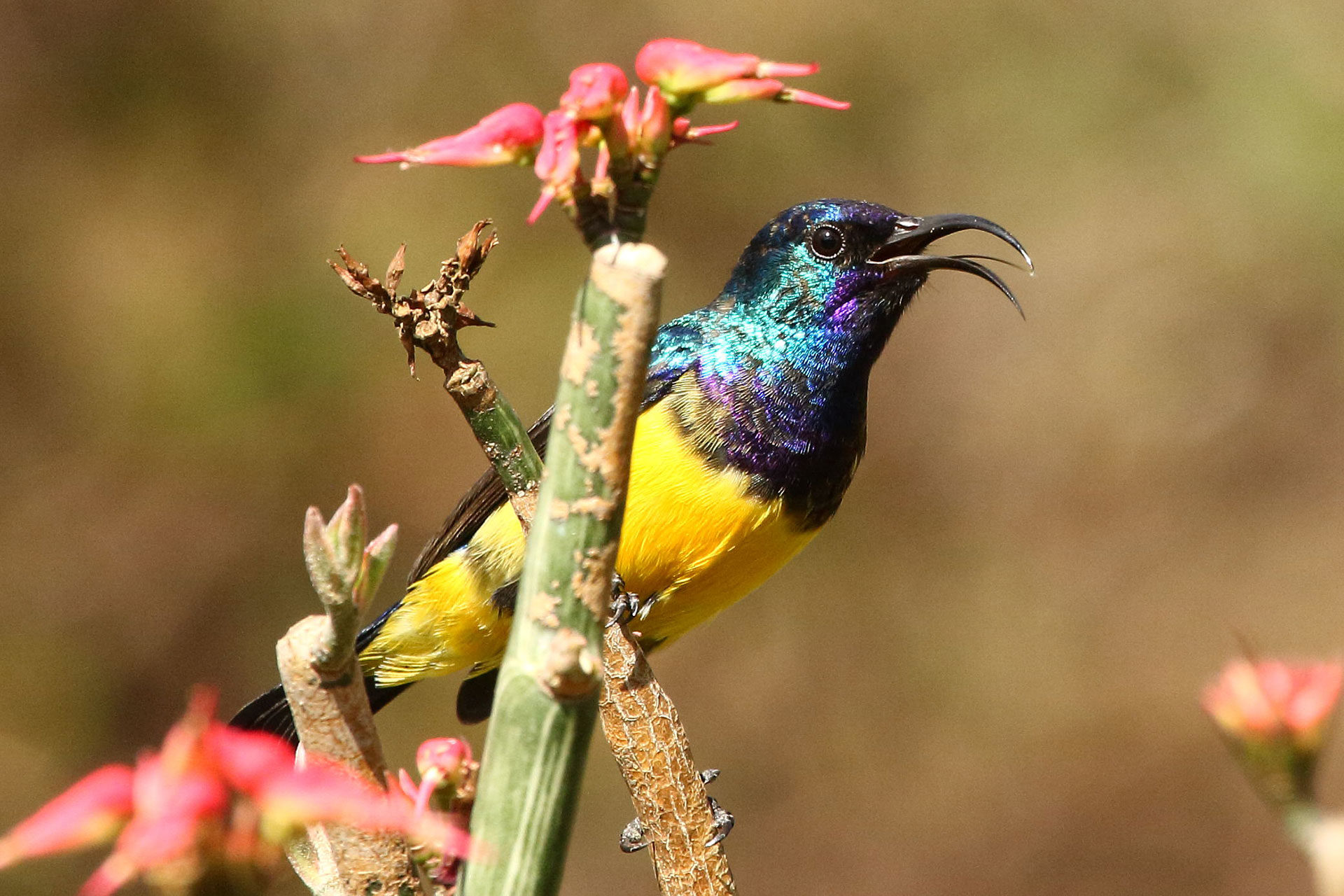 Variable sunbird, Tanzania