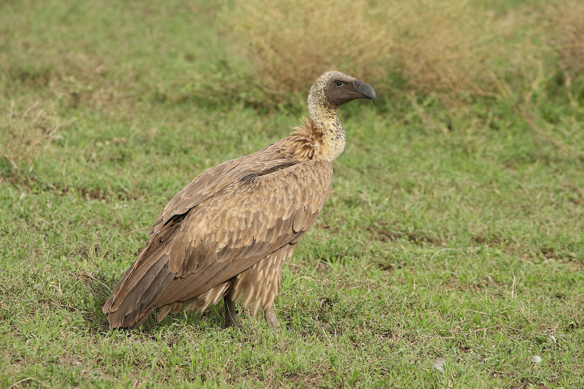 White-backed vulture, Tanzania