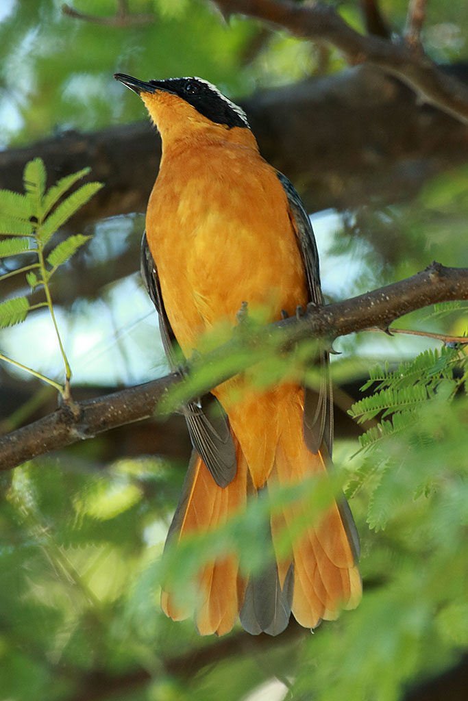 White-browed robin-chat, Botswana