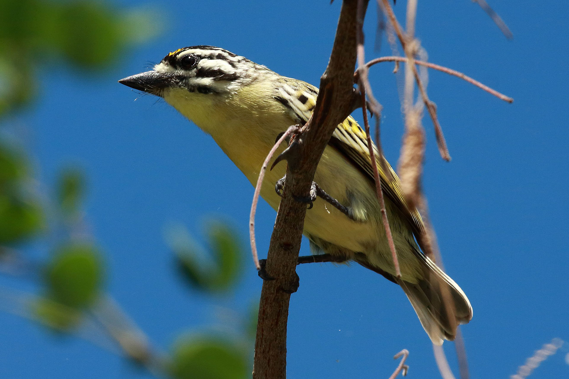 Yellow-fronted tinkerbird, Botswana